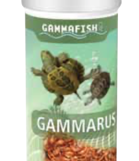 Gammarus